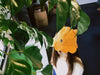 Dumbo Octopus Bucket Hat